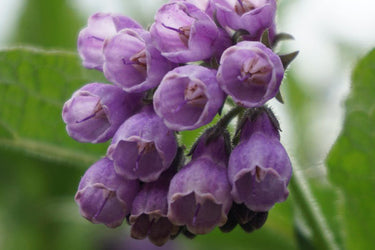 Allantoin_700x700_2a160596-bf8b-4475-a340-2f6eeceb5a4e.jpg