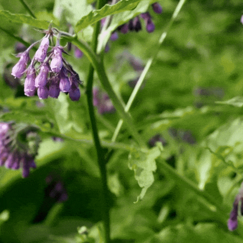 SenzioComfreyEdema-ezgif.com-optimize.gif
