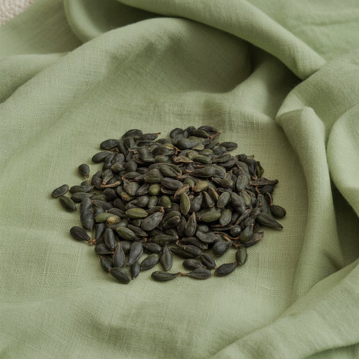 dark-babchi-seeds-arranged-on-sage-green_s_W_L0jFS36WoTWDtHsZXQ_7U9f0x7fQUS1QeGFg6YOag_700x700_9cc9dd74-a6de-4f8c-86d7-cc495b82a8cb.jpg