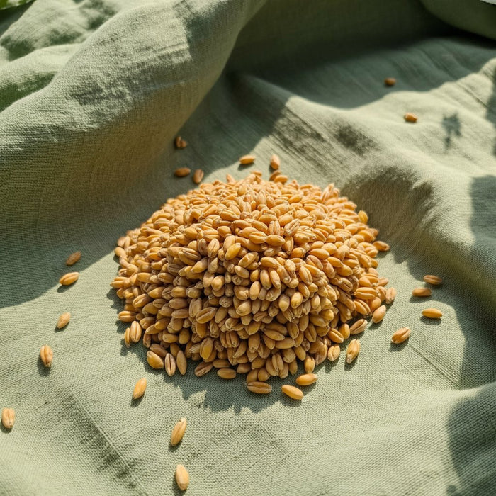 golden-wheat-grains-scattered-on-sage-gr_SeHskGR5Q0q2Jy5nAh3ajw_WlP332mCQ4-7JTKa3MaNvQ_700x700_b63dd654-af9a-46bb-abe6-3397ebbd70ea.jpg
