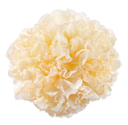 pt-095f22e0cd17-Tremella-3.png